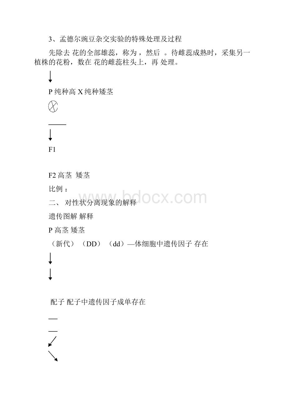 分离定律.docx_第2页