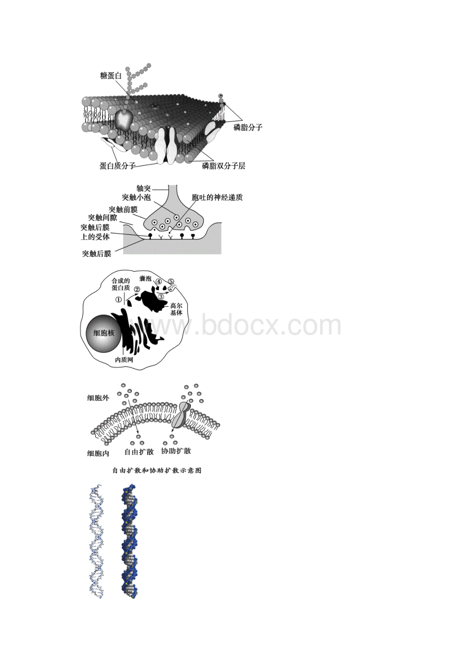 高考复习专题解题技巧之生物模型的构建.docx_第3页