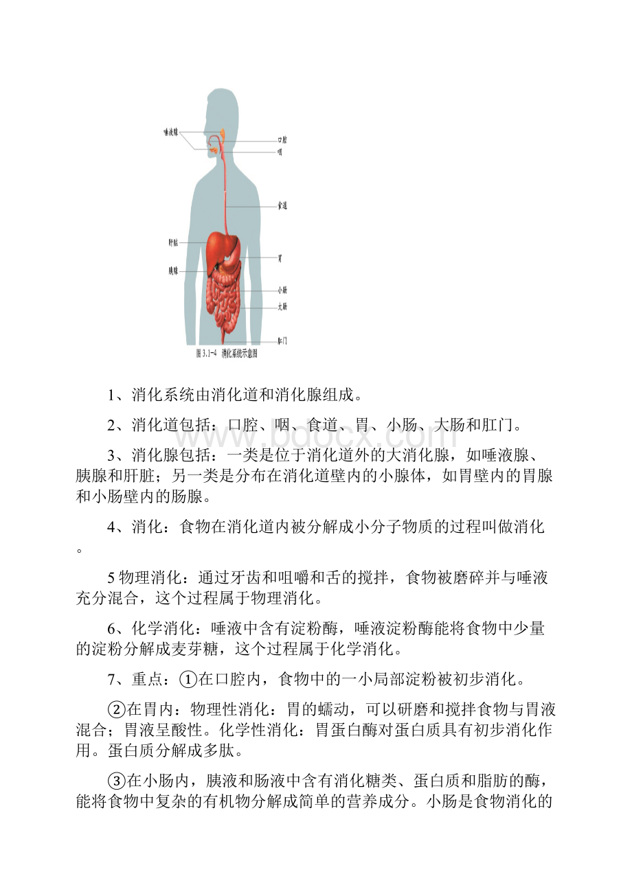 七年级生物下册知识点济南版.docx_第3页