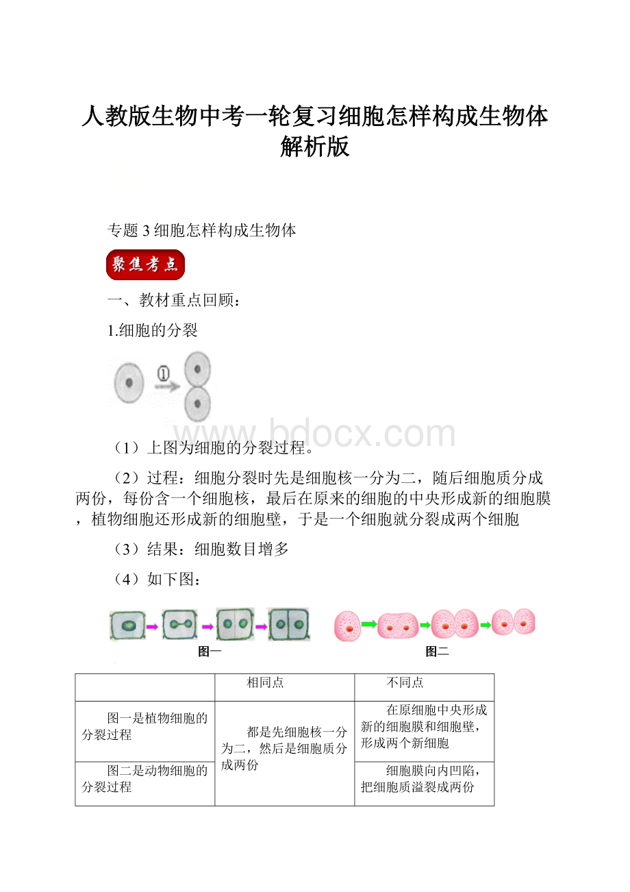 人教版生物中考一轮复习细胞怎样构成生物体解析版.docx