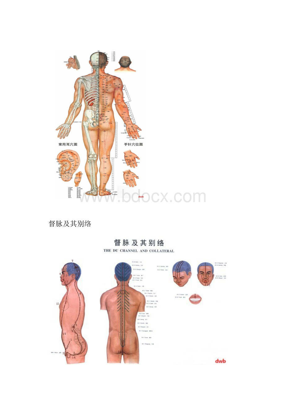 男女人体经络穴位大全.docx_第2页