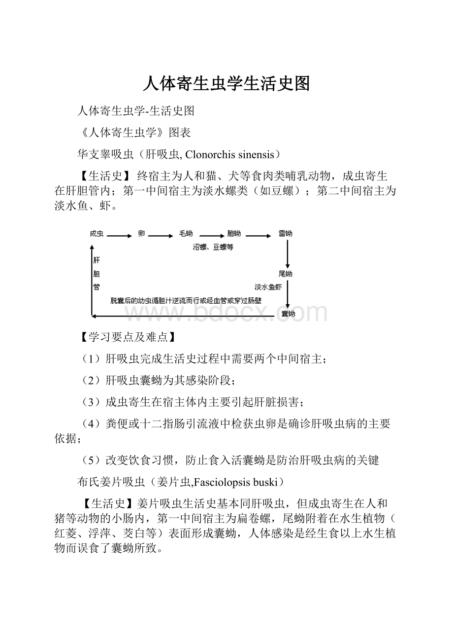 人体寄生虫学生活史图.docx