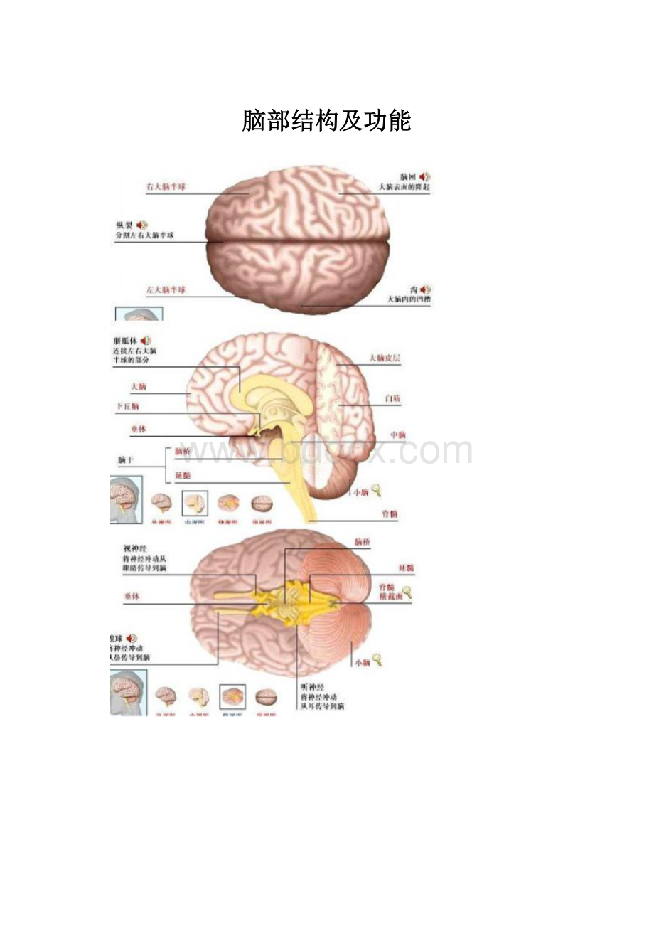 脑部结构及功能.docx