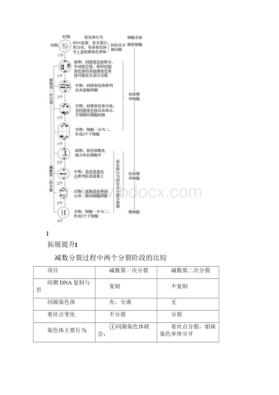 重点推荐高中生物 第2章第1节 第1课时 减数分裂的概念精子的形成过程学案 新人教版必修2.docx_第3页