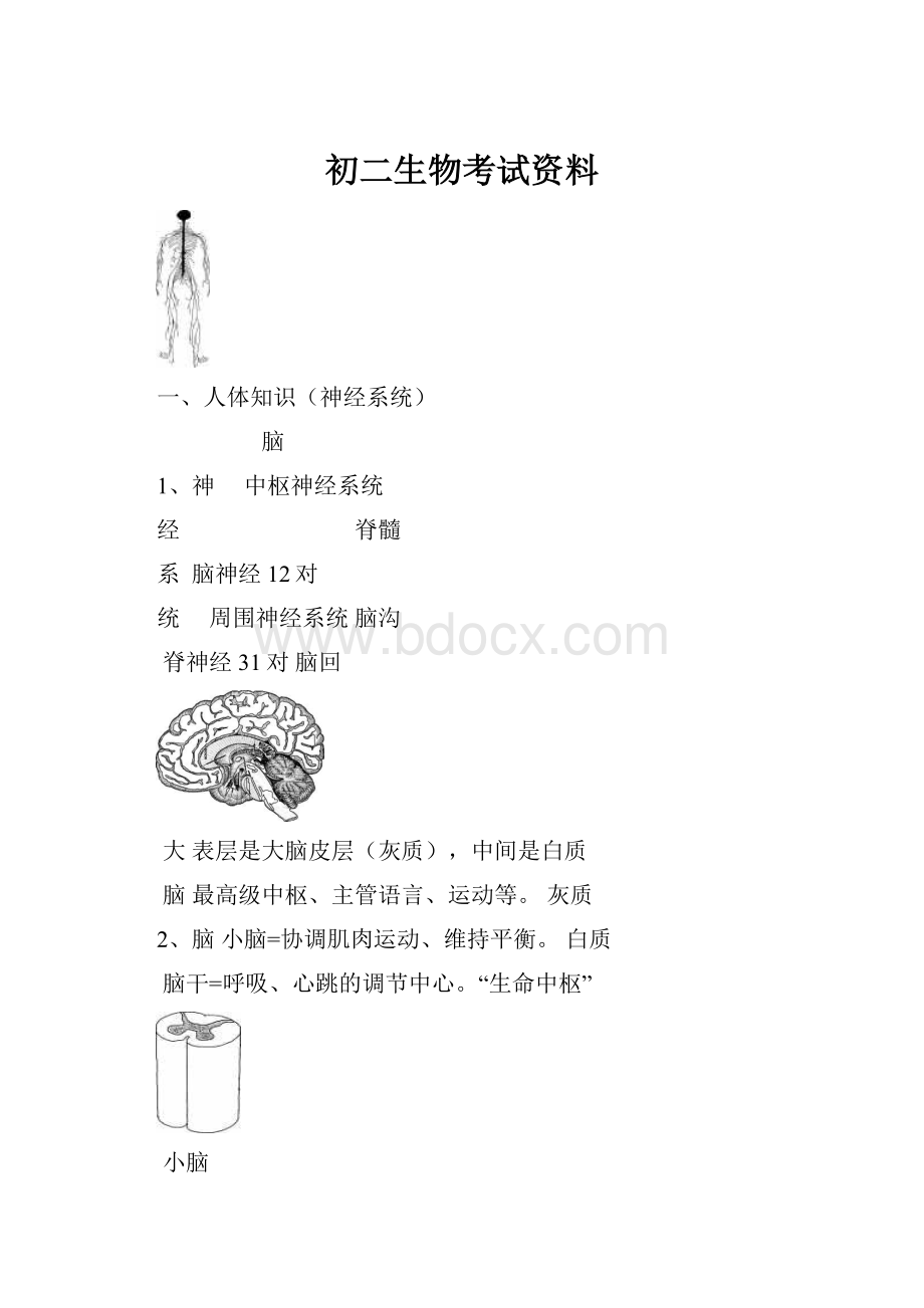 初二生物考试资料.docx_第1页