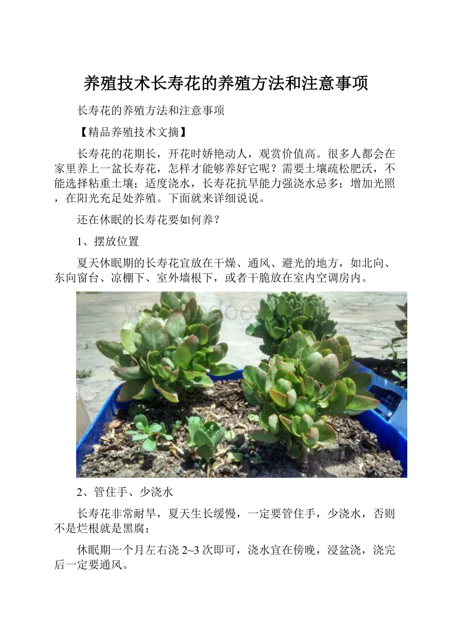 养殖技术长寿花的养殖方法和注意事项.docx_第1页