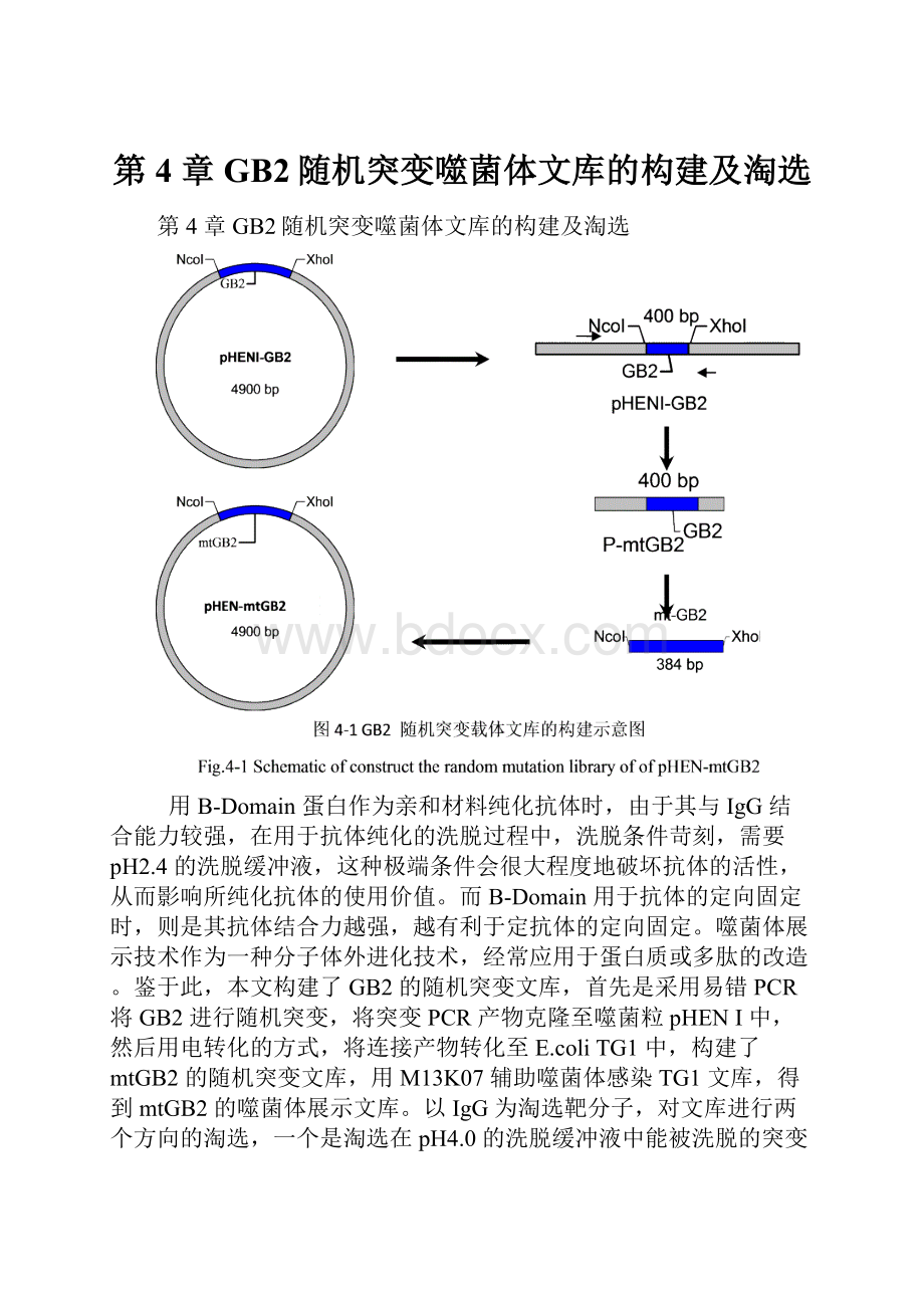 第 4 章 GB2随机突变噬菌体文库的构建及淘选.docx_第1页