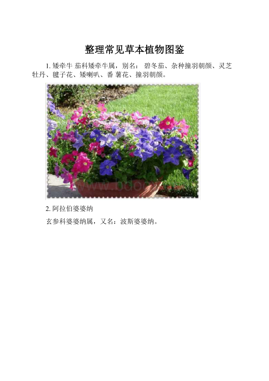 整理常见草本植物图鉴.docx