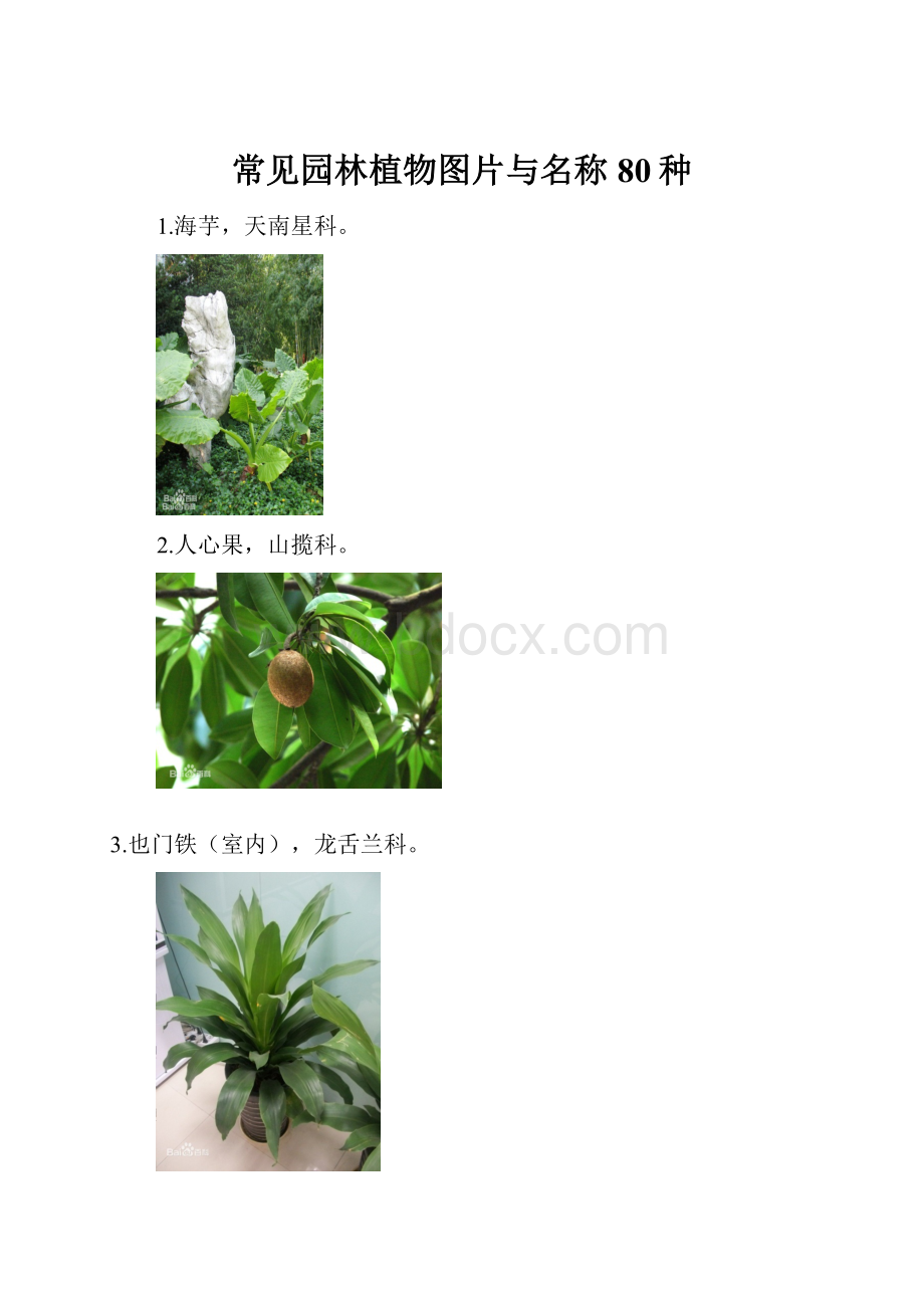常见园林植物图片与名称80种.docx