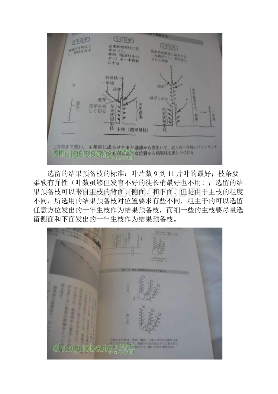 大樱桃一根棒修剪技术.docx_第3页