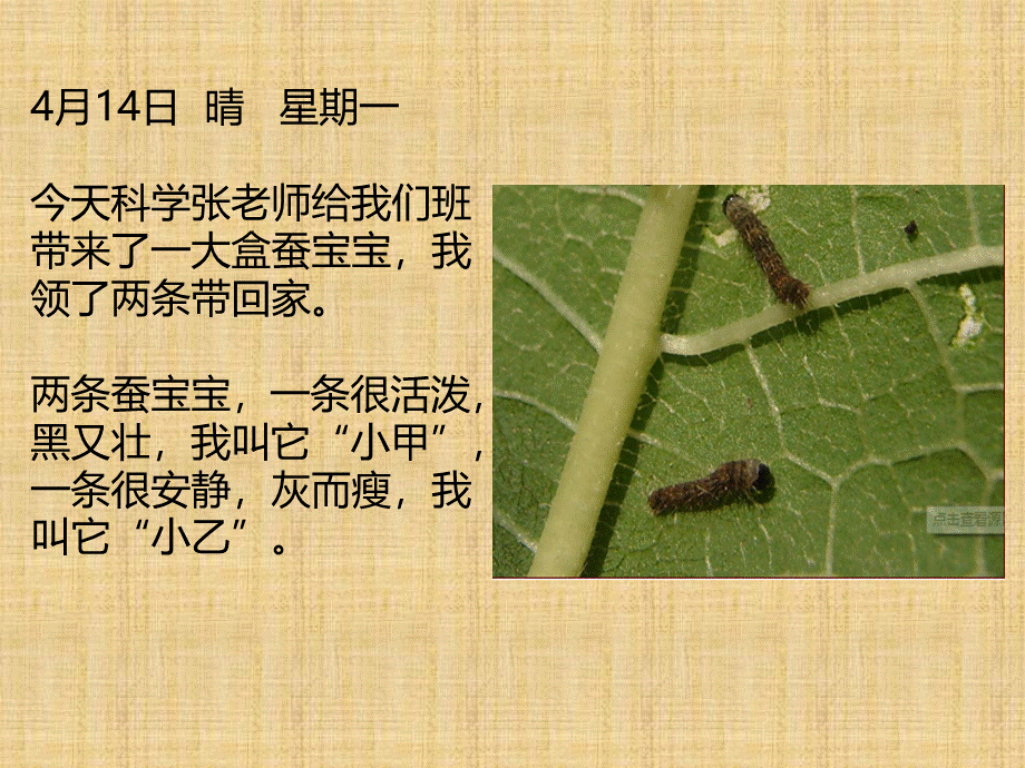 养蚕日记.ppt_第2页