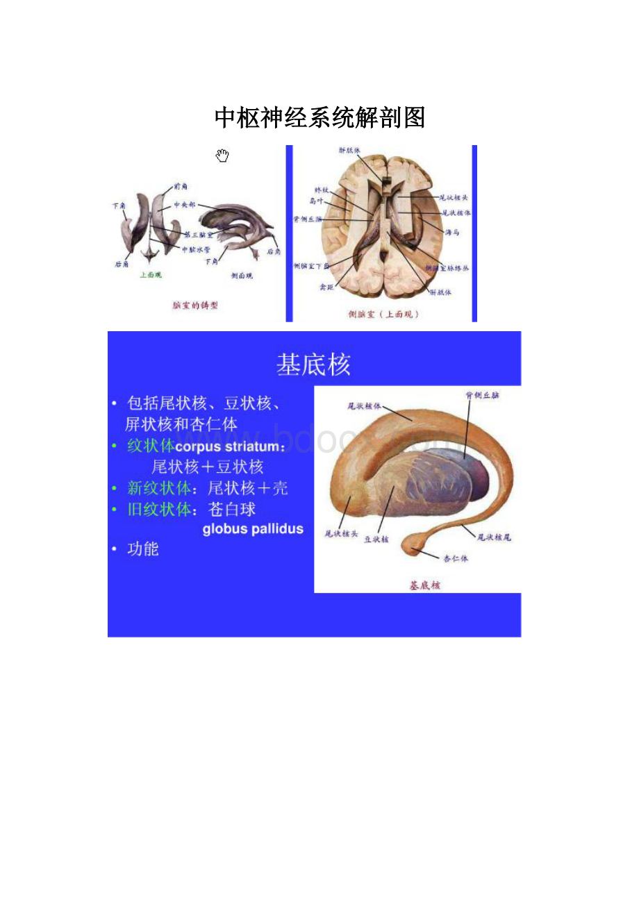 中枢神经系统解剖图.docx_第1页