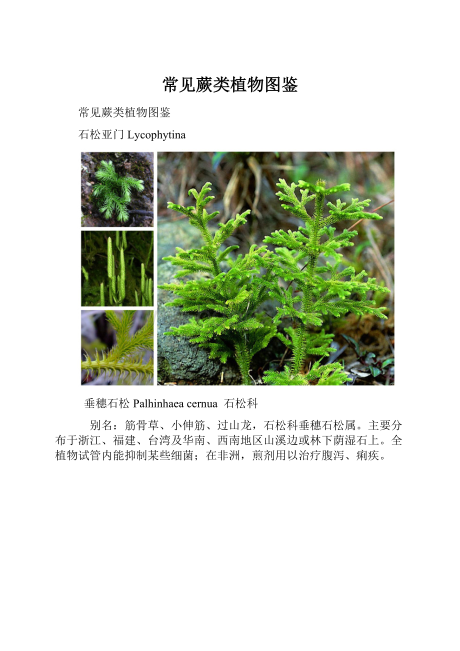 常见蕨类植物图鉴.docx