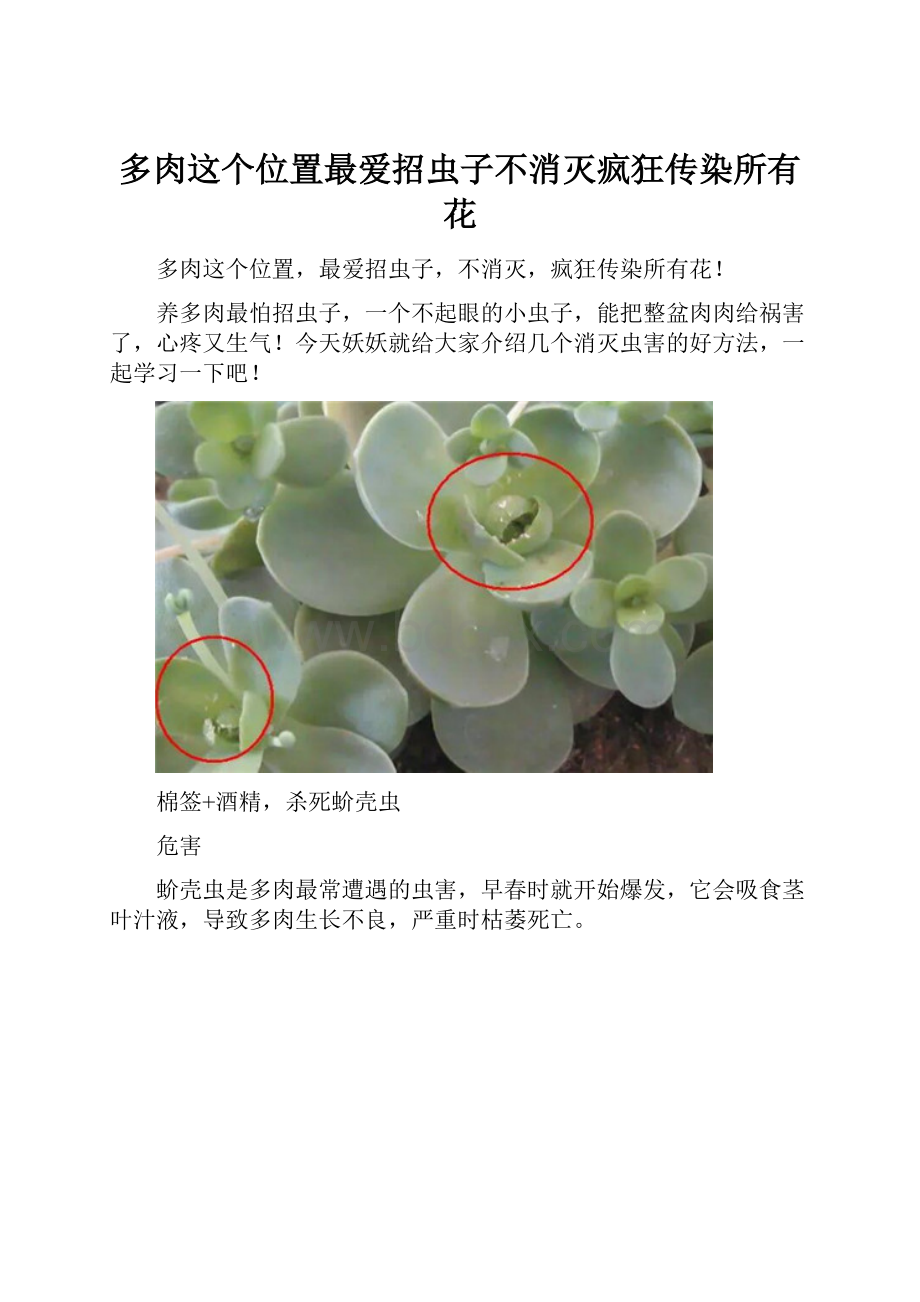 多肉这个位置最爱招虫子不消灭疯狂传染所有花.docx