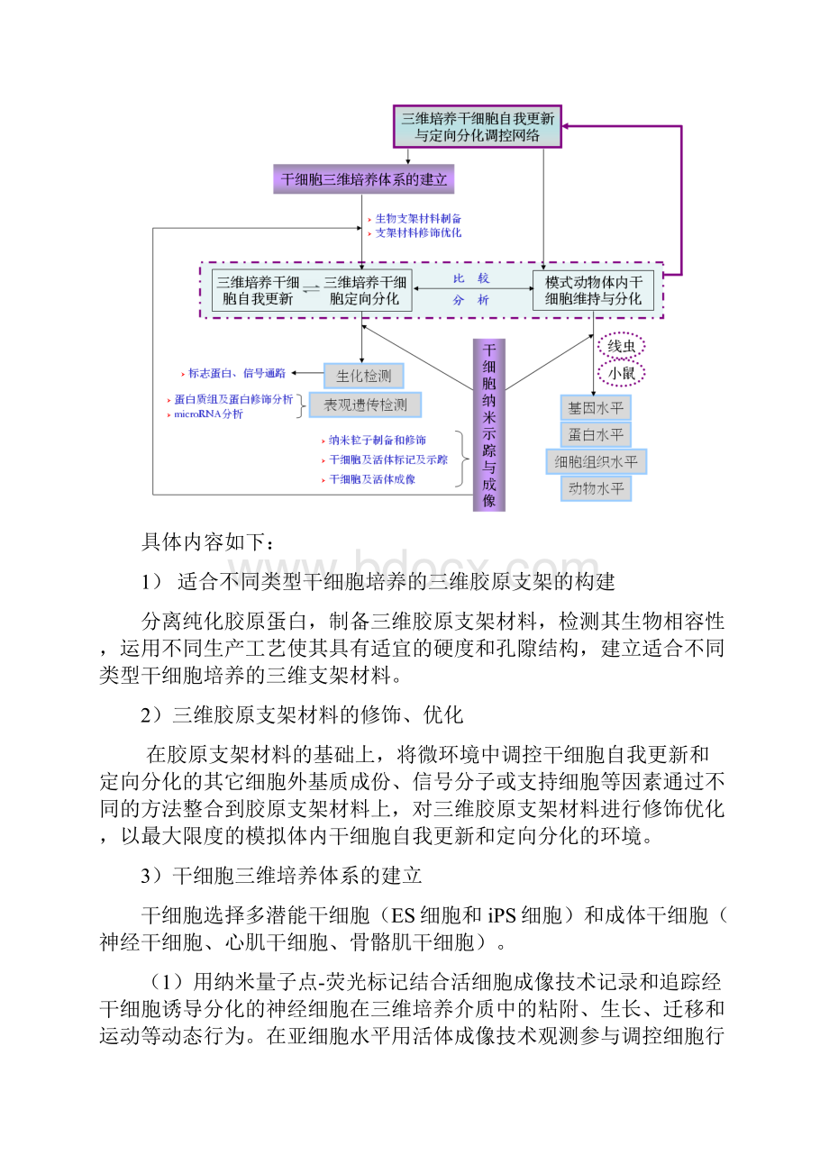 三维培养干细胞自我更新与定向分化的调控网络.docx_第3页