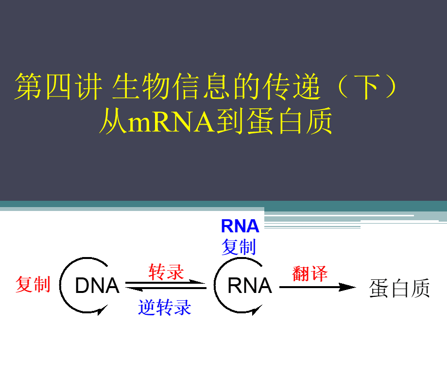 从mRNA到蛋白质.ppt