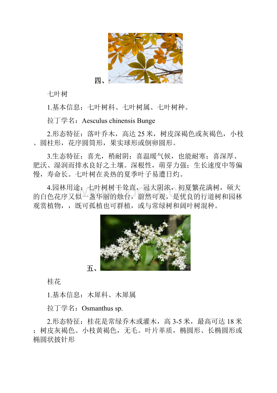 园林植物学常见乔木灌木地被植物.docx_第3页