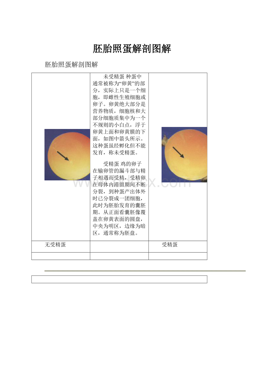 胚胎照蛋解剖图解.docx