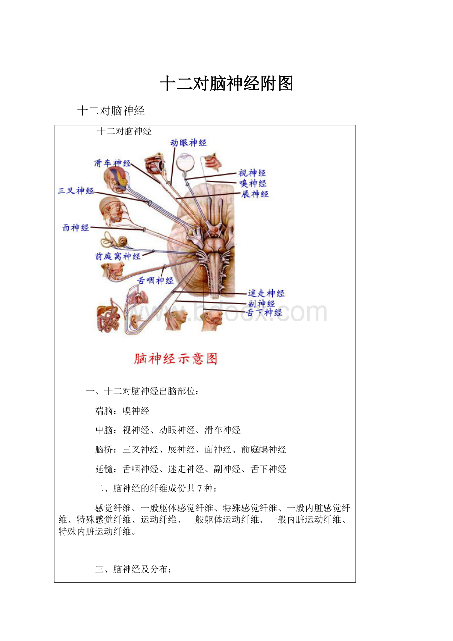 十二对脑神经附图.docx