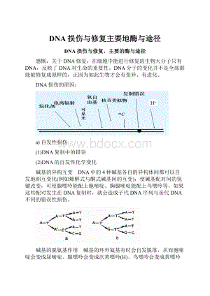 DNA损伤与修复主要地酶与途径.docx