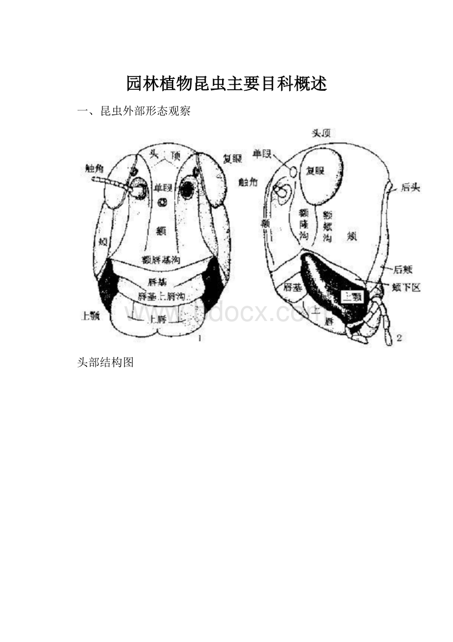 园林植物昆虫主要目科概述.docx_第1页