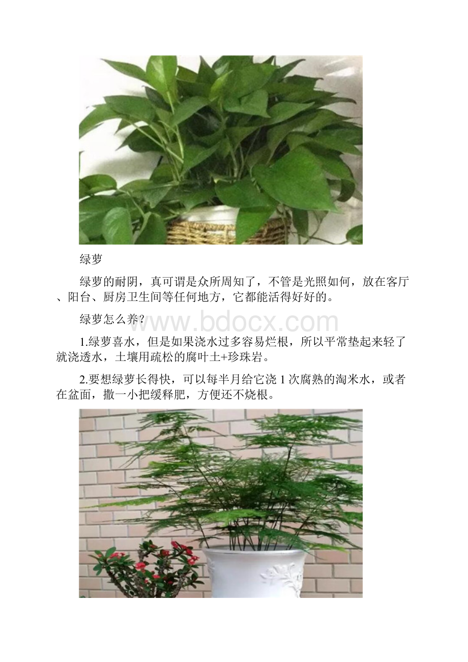 这10种花越阴凉长得越旺没太阳也能开爆盆.docx_第2页