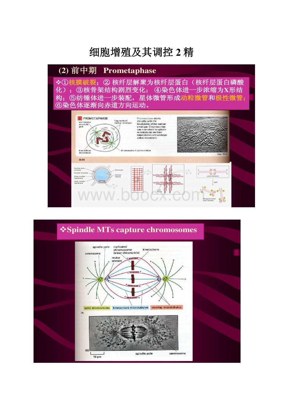 细胞增殖及其调控2精.docx