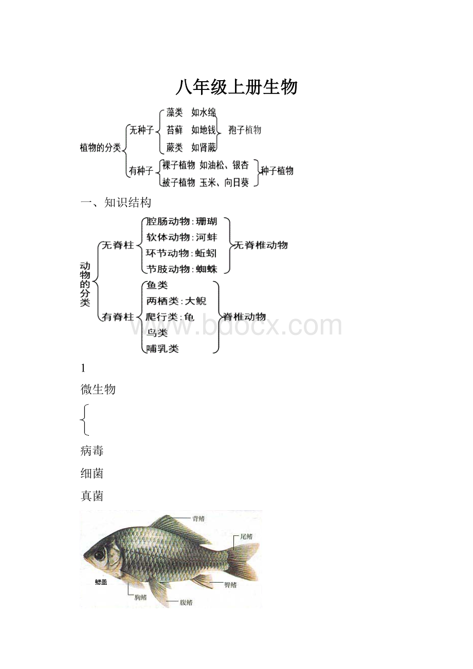 八年级上册生物.docx_第1页