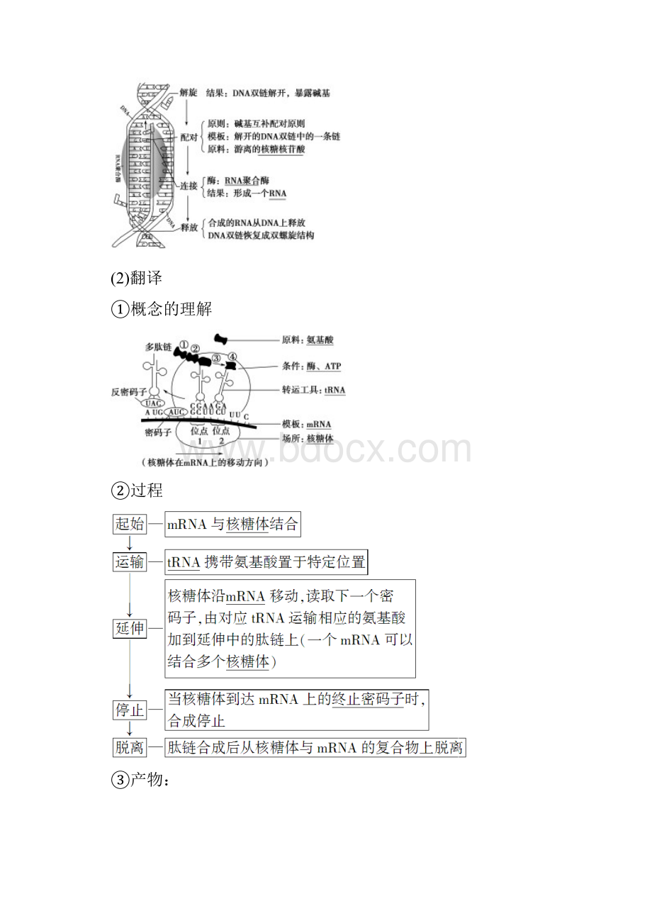 高考一轮苏教版生物 必修2 第6单元 第3讲 基因控制蛋白质的合成.docx_第2页