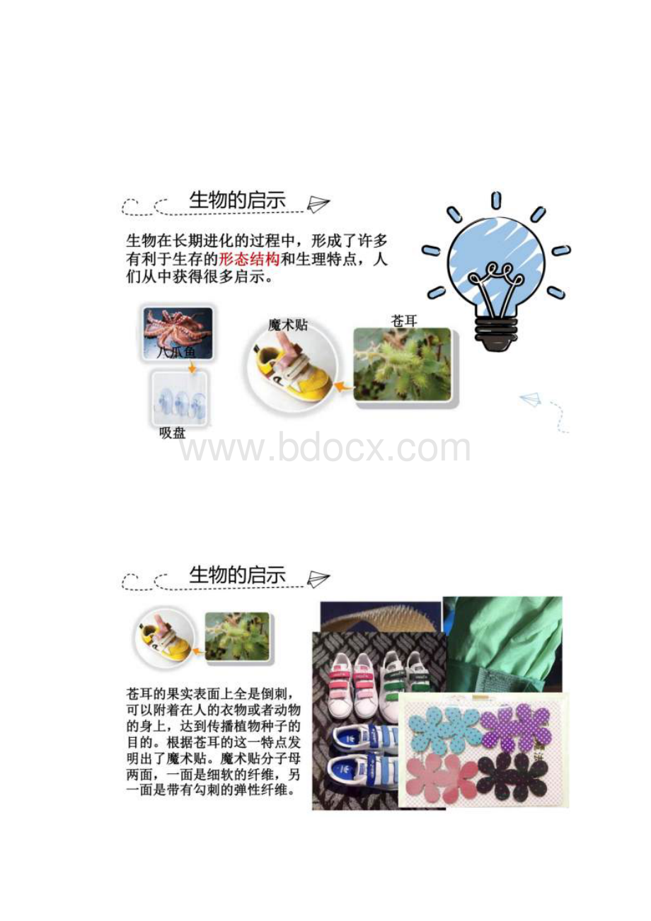 学年苏教版五年级下学期科学5生物的启示课件.docx_第3页