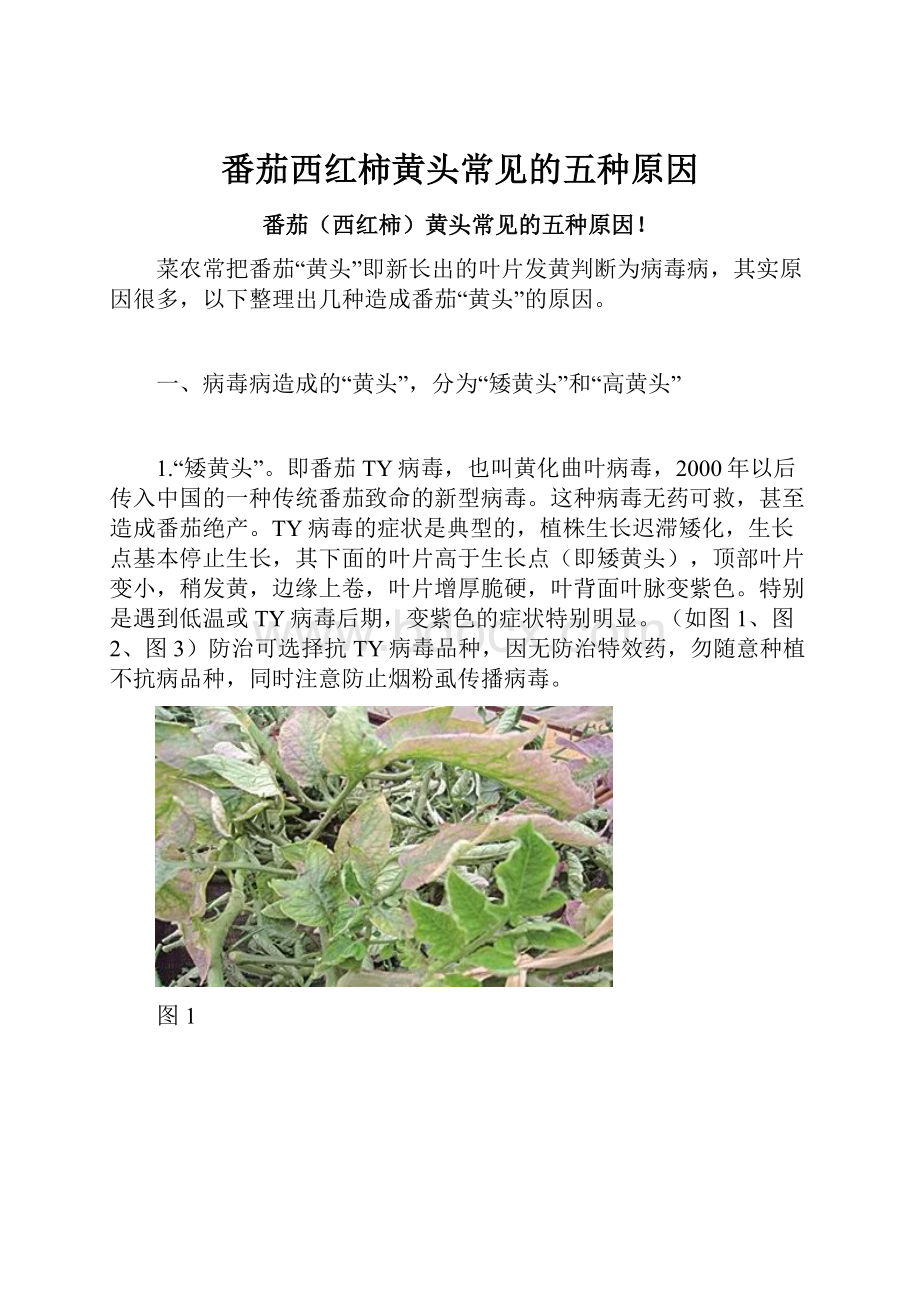 番茄西红柿黄头常见的五种原因.docx