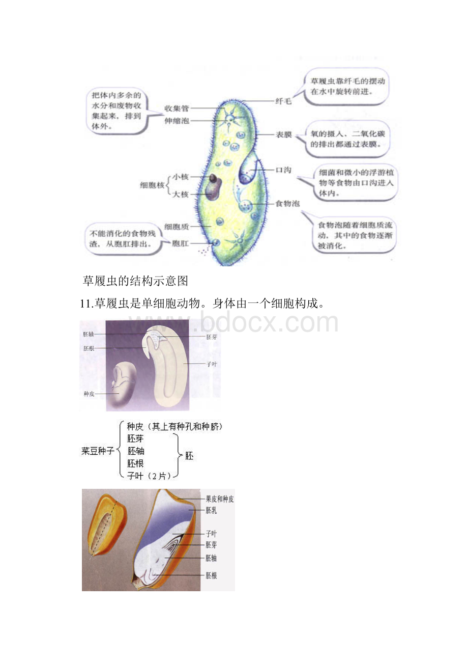 人教版初中生物中考复习图专题.docx_第3页