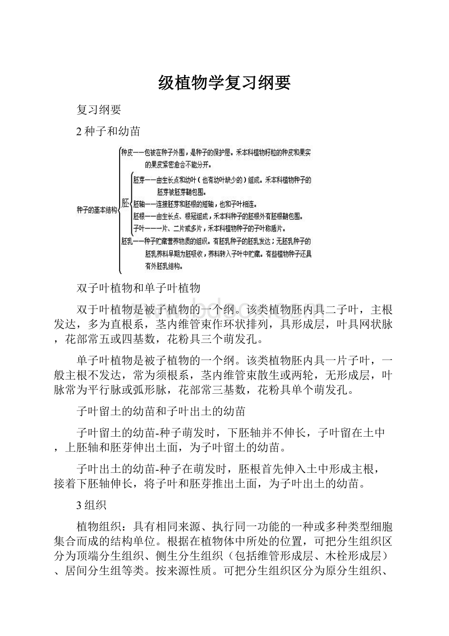 级植物学复习纲要.docx