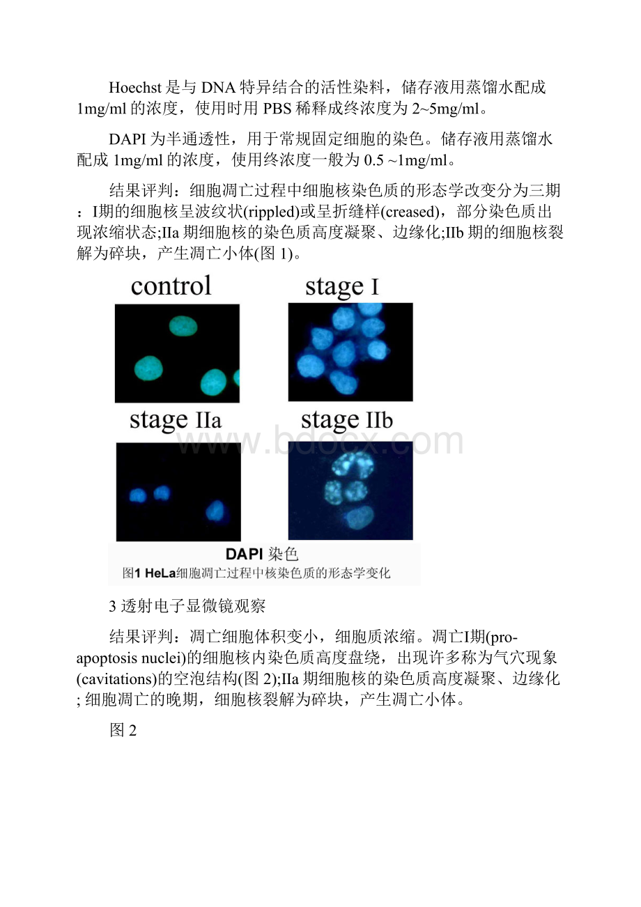 整理七种常见细胞凋亡检测的方法与注意事项.docx_第2页