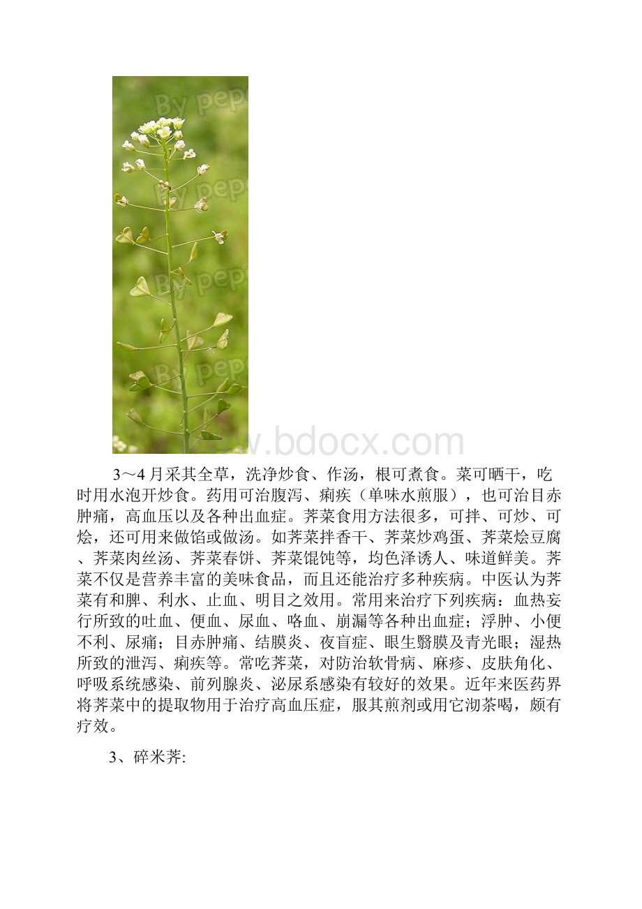 常见可食用植物实物.docx_第2页