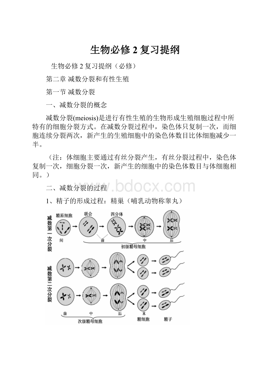 生物必修2复习提纲.docx