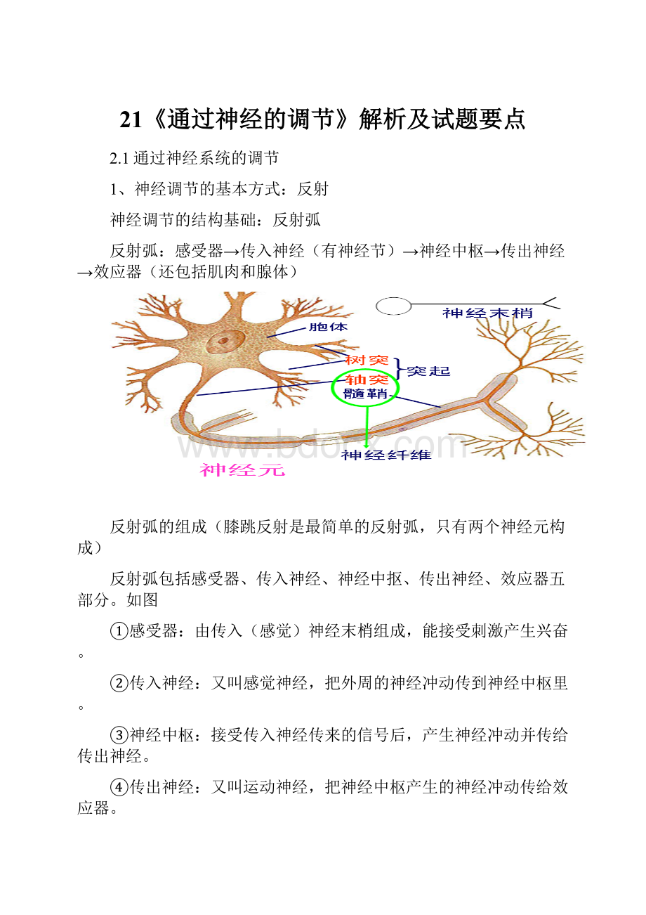 21《通过神经的调节》解析及试题要点.docx_第1页