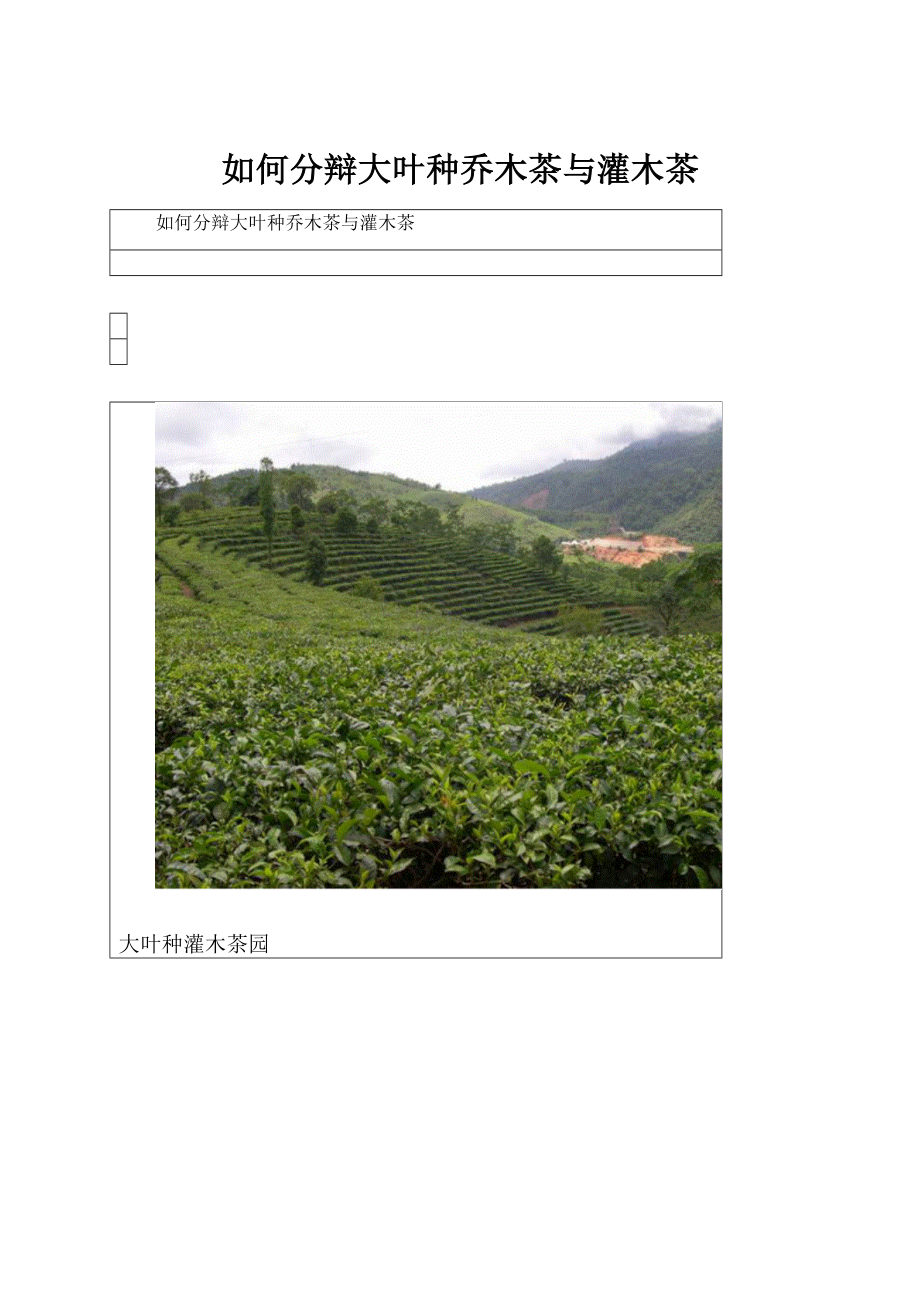 如何分辩大叶种乔木茶与灌木茶.docx