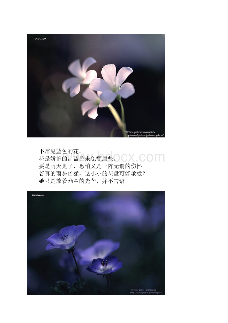 花解花语.docx_第2页