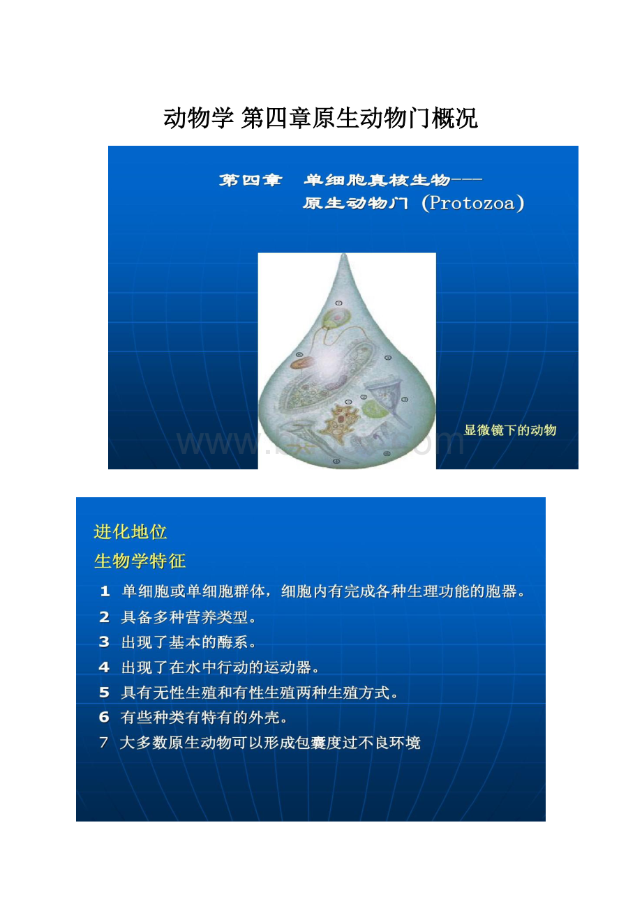 动物学第四章原生动物门概况.docx_第1页