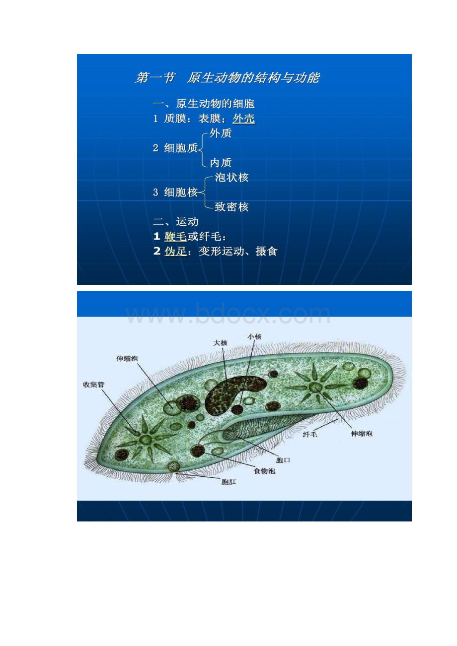 动物学第四章原生动物门概况.docx_第2页