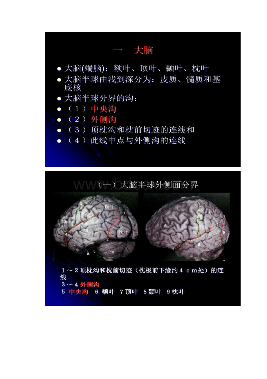 中枢神经系统影像解剖.docx_第2页