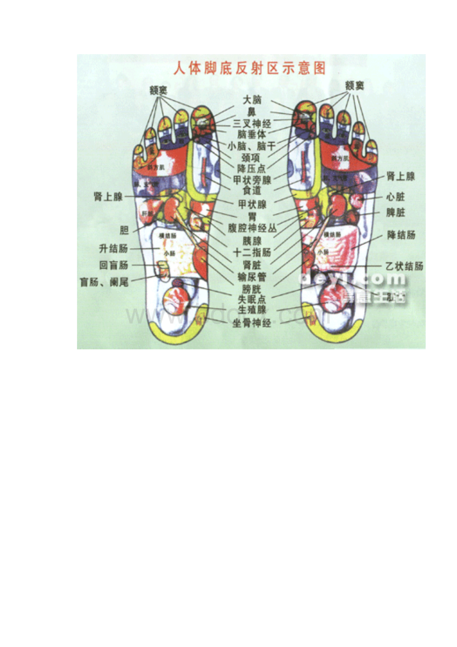 全套高清人体器官内脏骨骼解剖图.docx_第2页