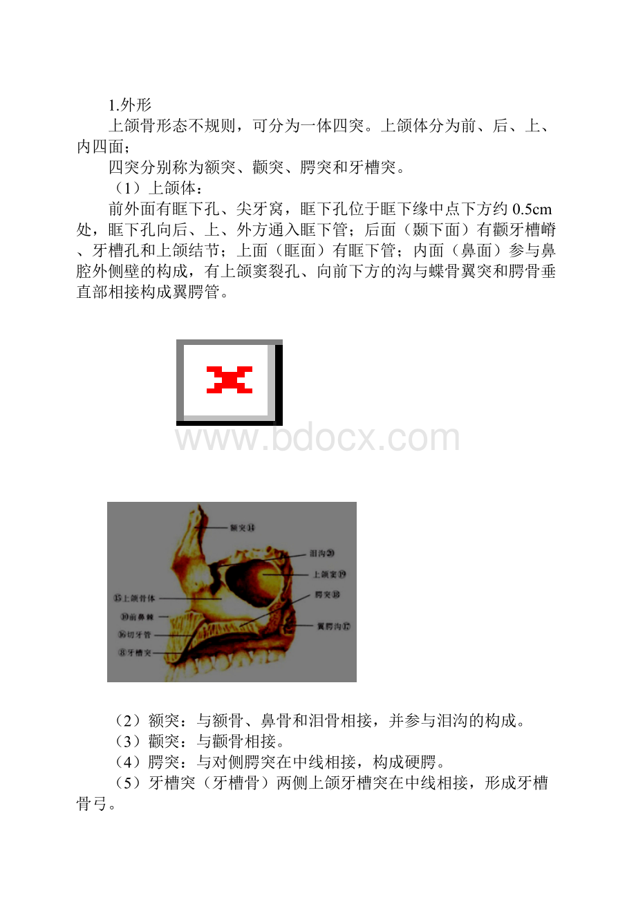 口腔解剖生理学 第四单元 运动系统脉管及神经解剖.docx_第2页