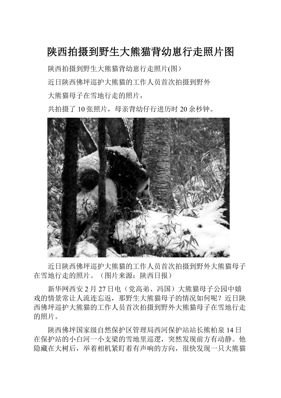 陕西拍摄到野生大熊猫背幼崽行走照片图.docx
