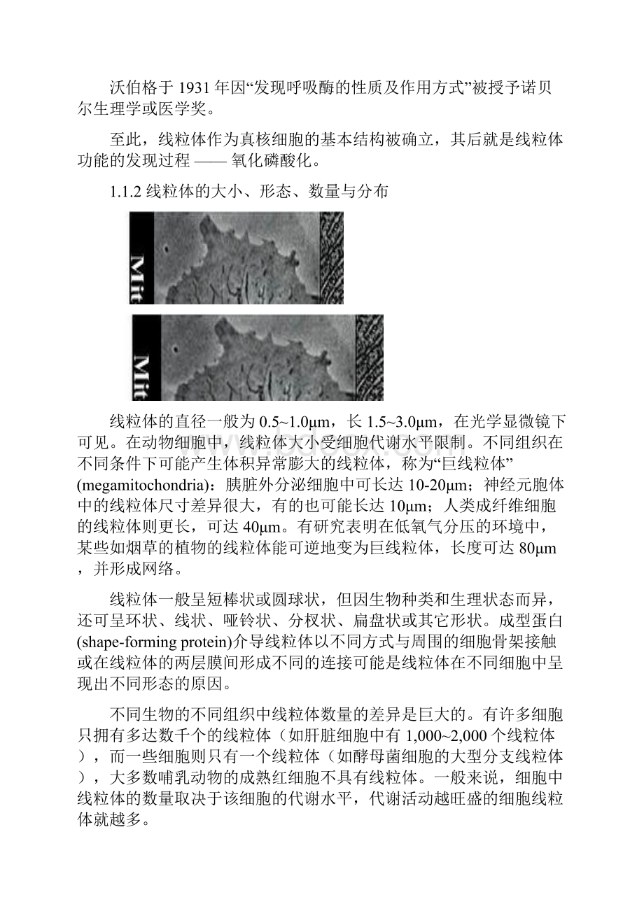 06线粒体和叶绿体mitochondria and chloroplast.docx_第2页