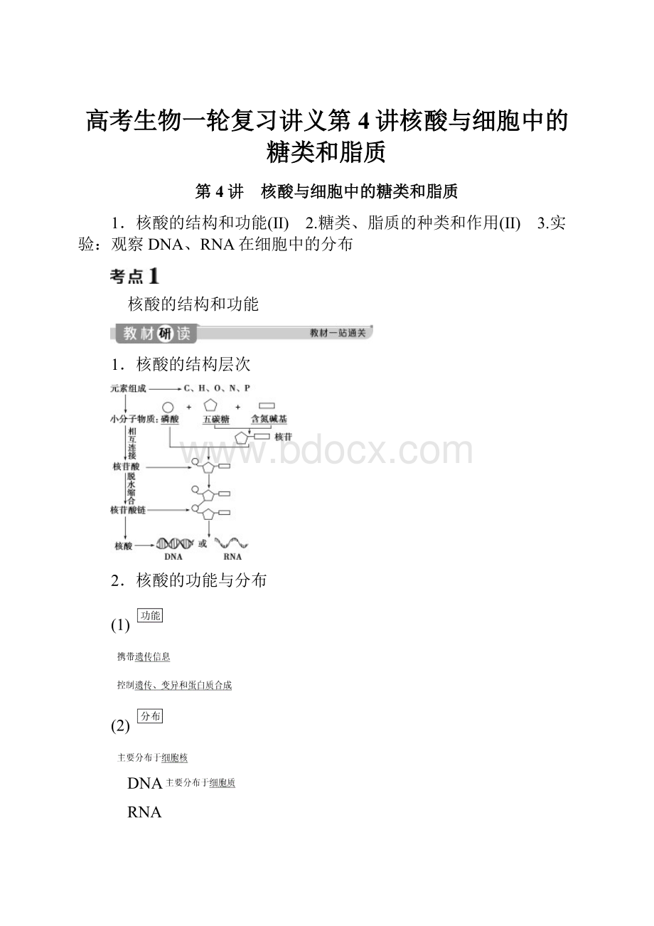 高考生物一轮复习讲义第4讲核酸与细胞中的糖类和脂质.docx