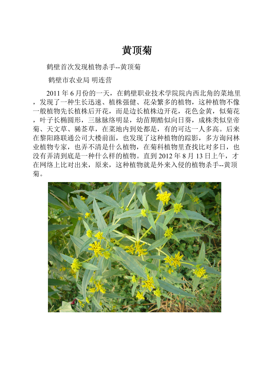 黄顶菊.docx_第1页