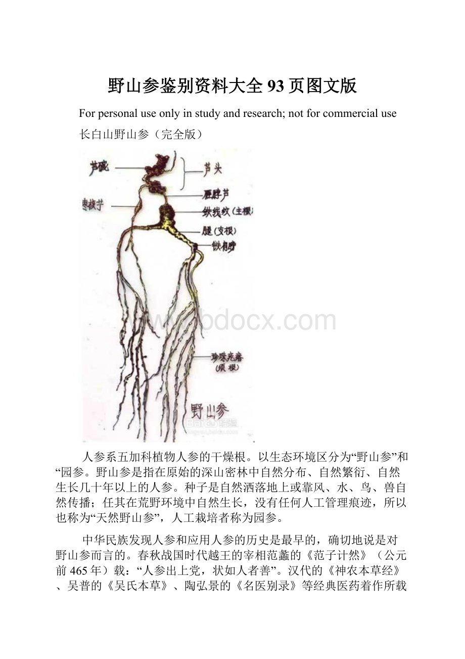 野山参鉴别资料大全93页图文版.docx_第1页