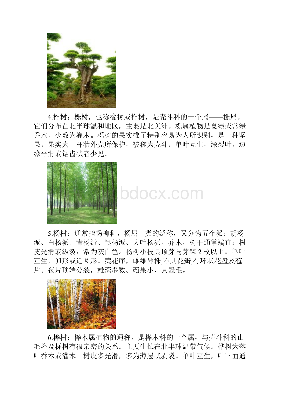 整理东北常见动植物名录.docx_第3页